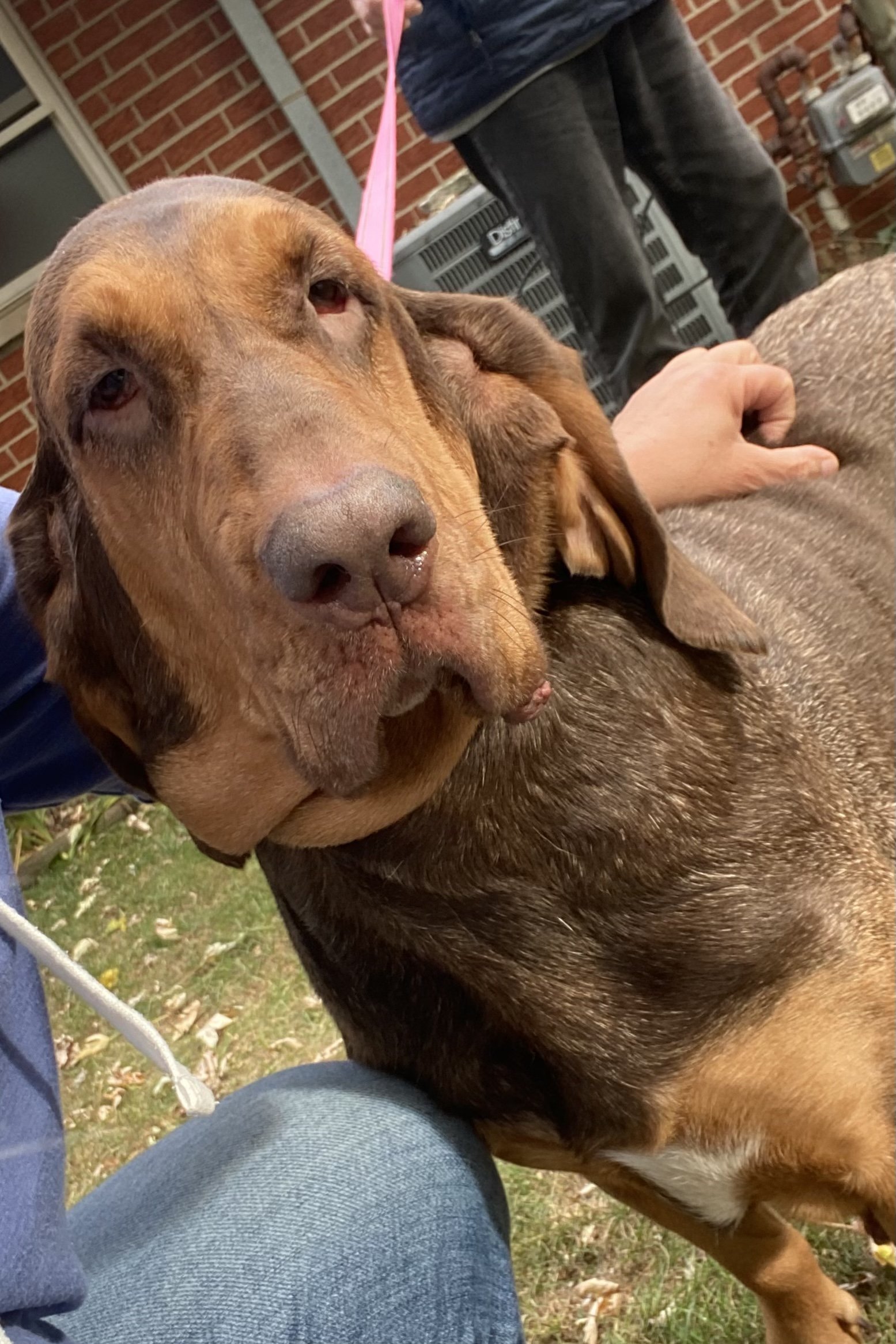 Betty, an adoptable Bloodhound in Brookville, OH, 45309 | Photo Image 1