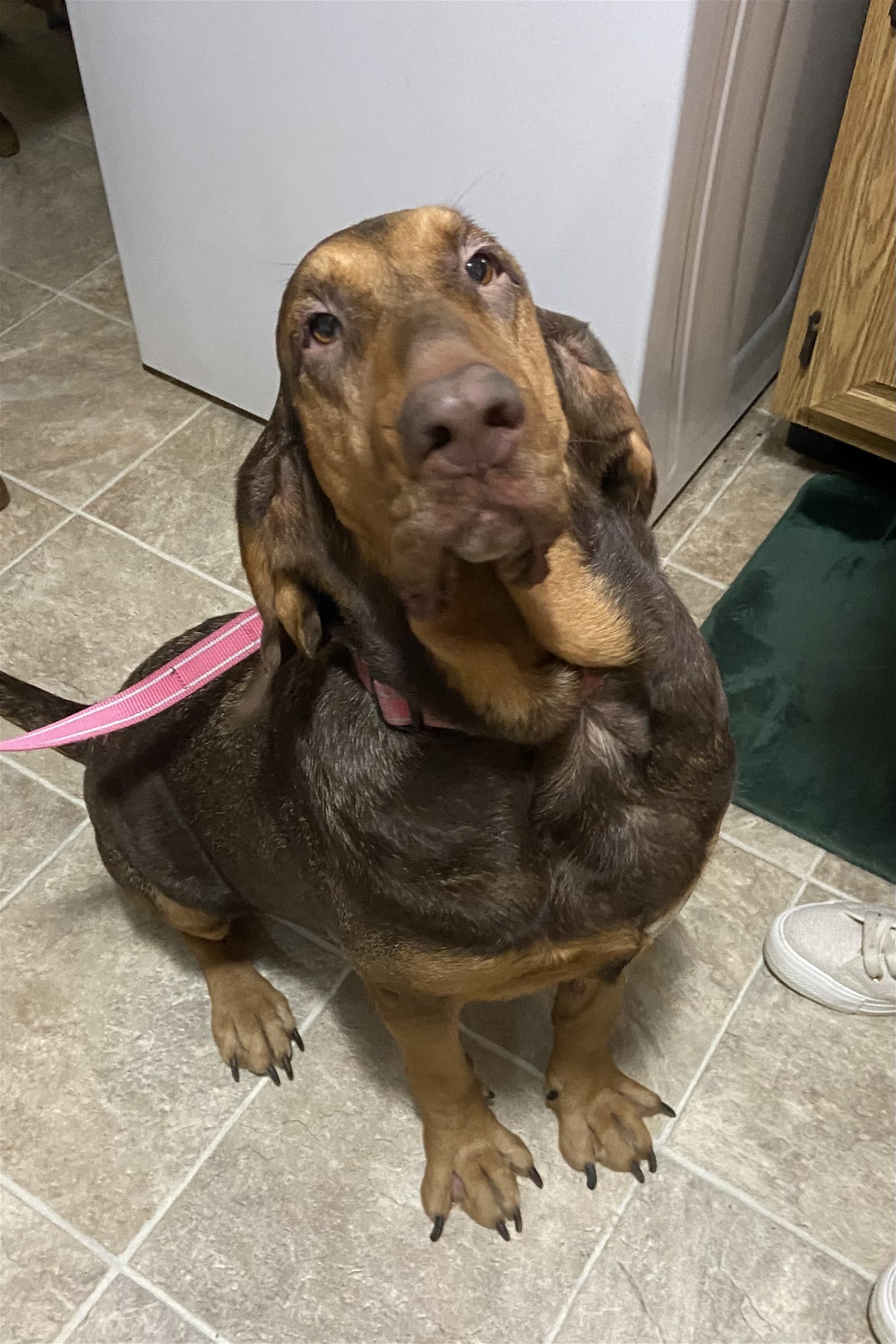 Betty, an adoptable Bloodhound in Brookville, OH, 45309 | Photo Image 2