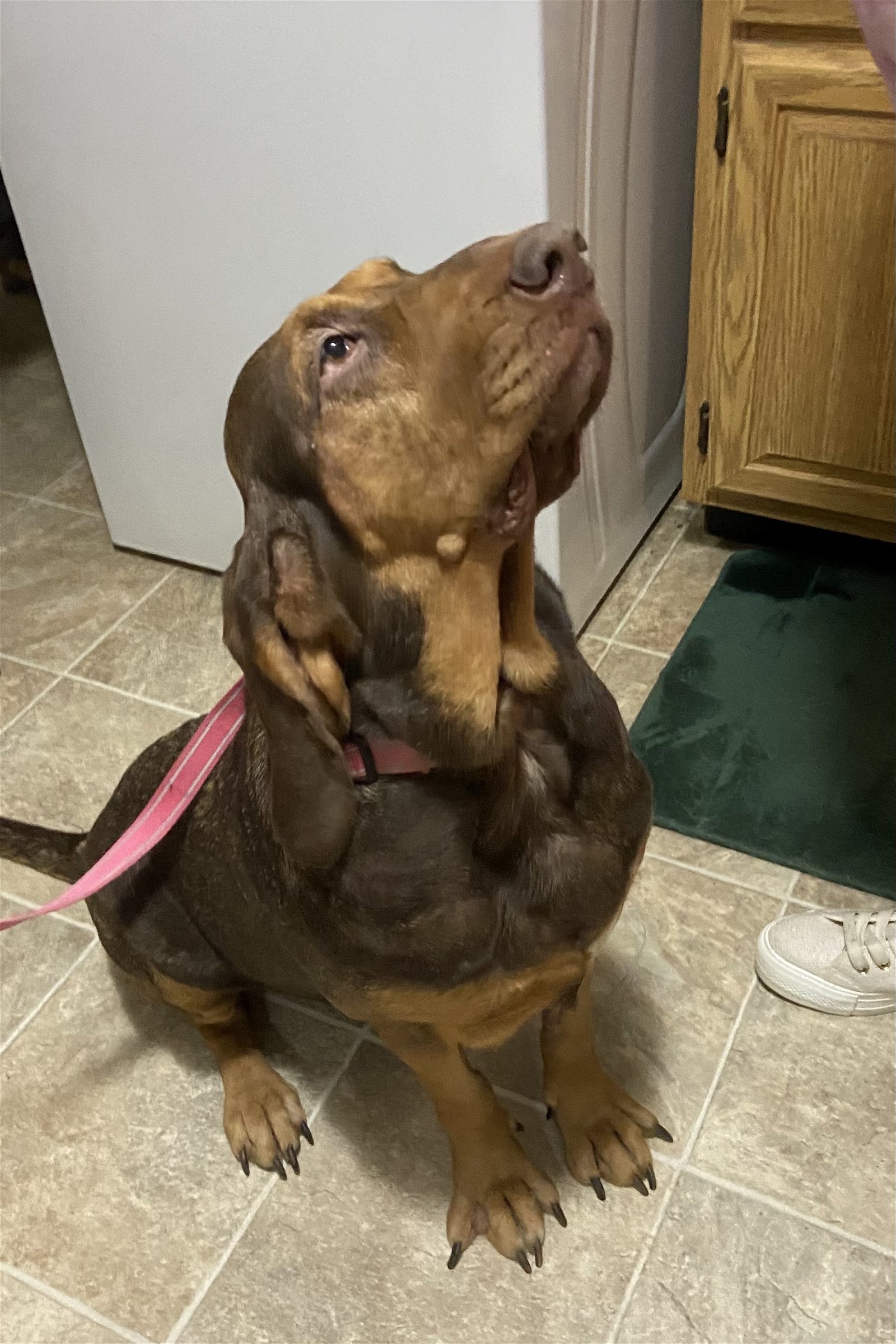 Betty, an adoptable Bloodhound in Brookville, OH, 45309 | Photo Image 3