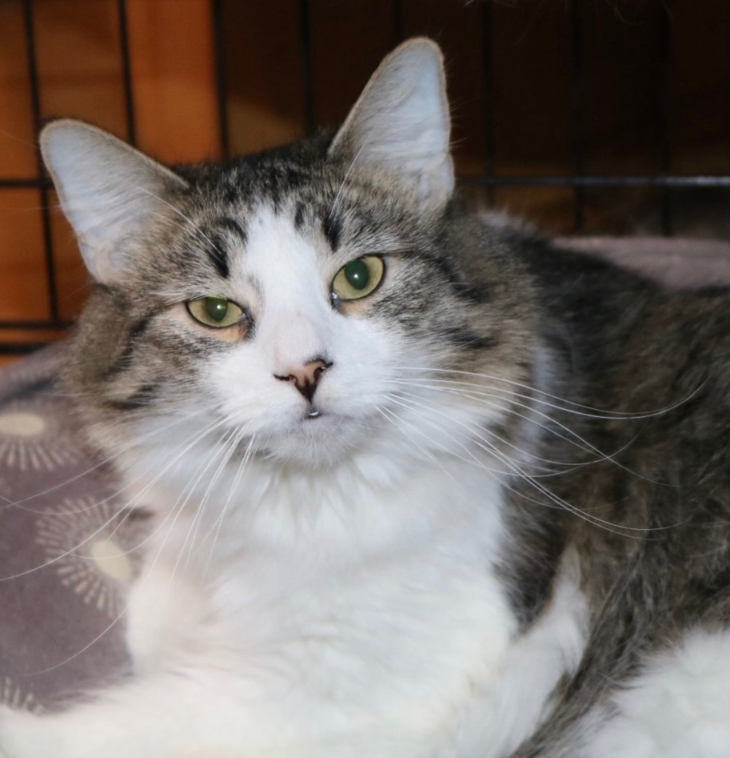 Roxanna and Ballu, an adoptable Snowshoe, Ragdoll in Pomona, CA, 91767 | Photo Image 2
