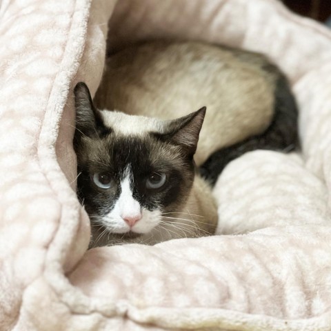 Mama Bandit, an adoptable Siamese, Snowshoe in Mount Juliet, TN, 37122 | Photo Image 1