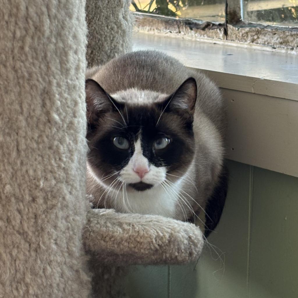 Mama Bandit, an adoptable Siamese, Snowshoe in Mount Juliet, TN, 37122 | Photo Image 2