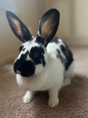 Rabbit for adoption - Serama , a Bunny Rabbit in Jersey City, NJ