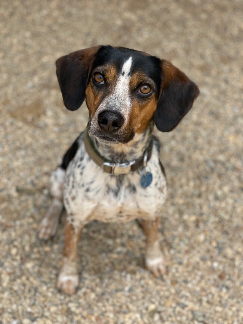 Dog for adoption - Bo Barry, a Beagle Mix in Lacon, IL | Petfinder