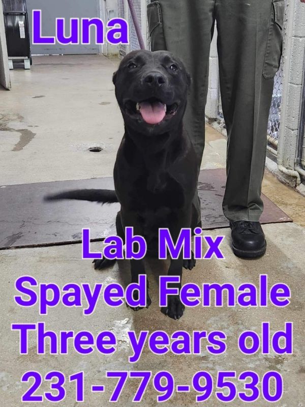 Dogs at Wexford County Animal Shelter Shelter Animal