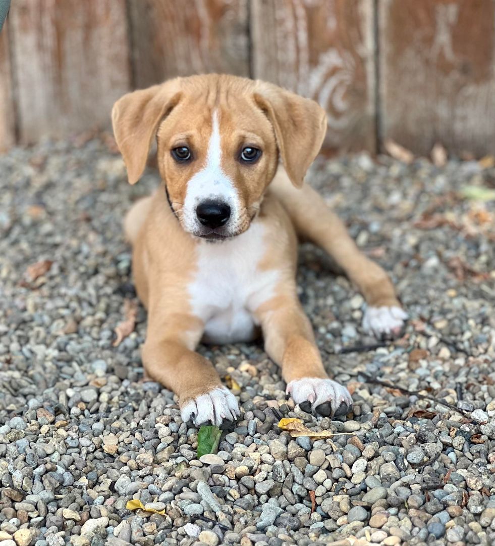 Dog for adoption Swallowtail, a Terrier & Pit Bull Terrier Mix in