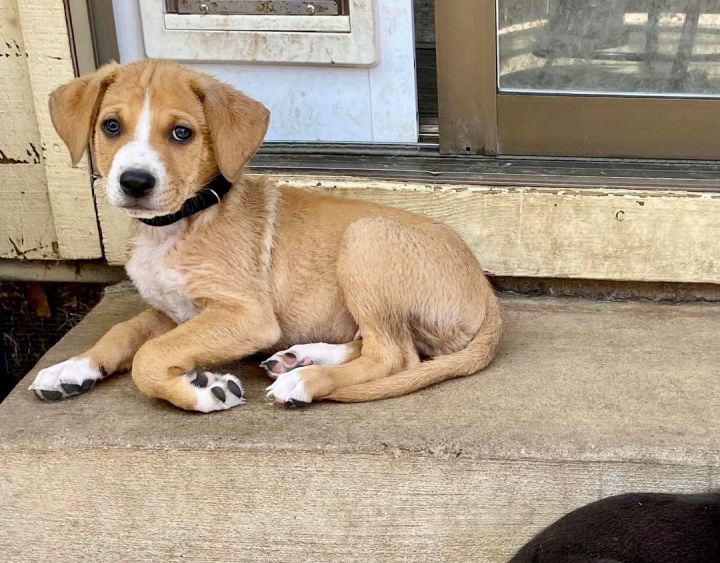 Dog for adoption Swallowtail, a Terrier & Pit Bull Terrier Mix in