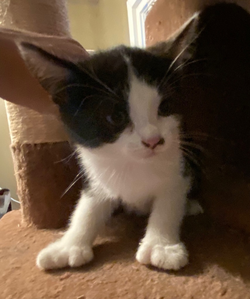 Dottie / Indigo, an adoptable Domestic Short Hair in Brainardsville, NY, 12915 | Photo Image 2