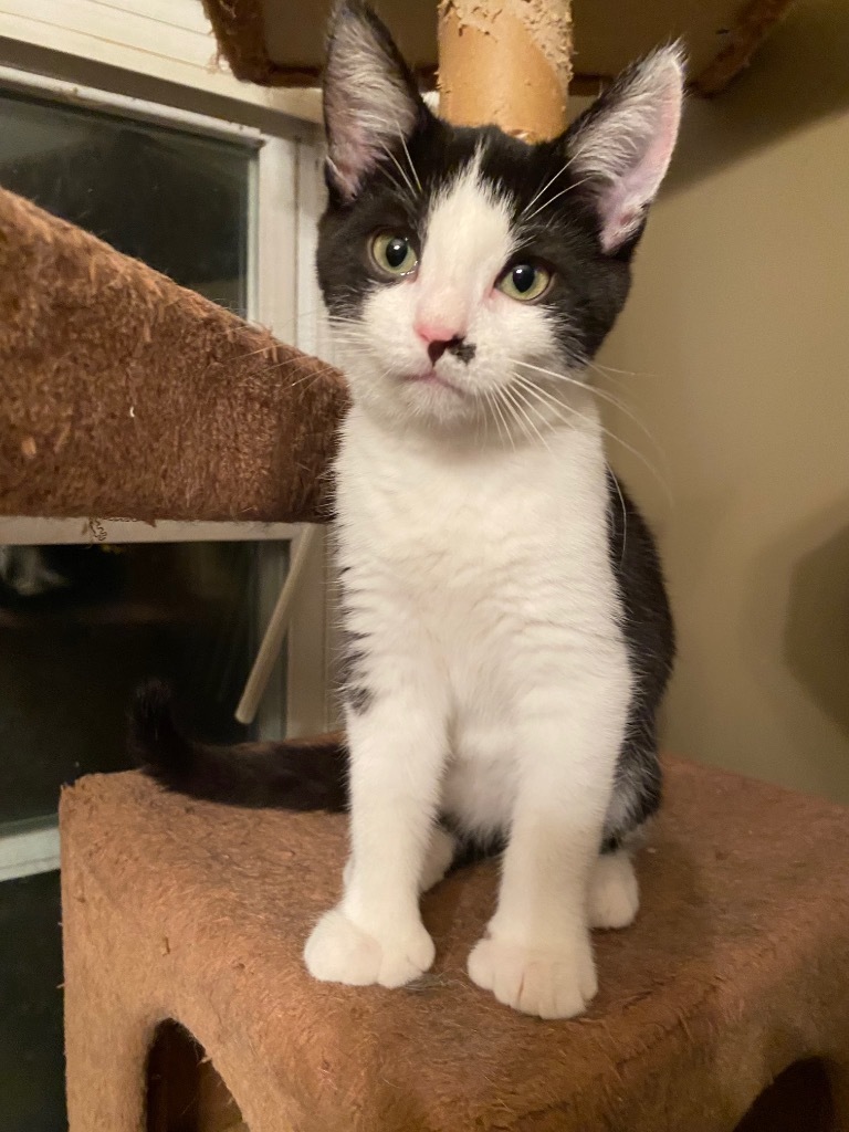 Dottie / Indigo, an adoptable Domestic Short Hair in Brainardsville, NY, 12915 | Photo Image 3