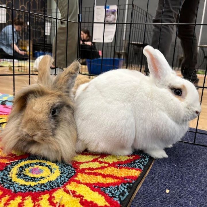 CeCe & Bagel (bonded mother/son pair) 3