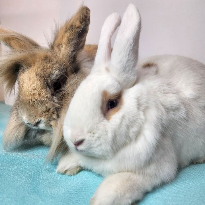 CeCe & Bagel (bonded mother/son pair), an adoptable Lionhead & Bunny Rabbit Mix in Forest Hills, NY_image-4