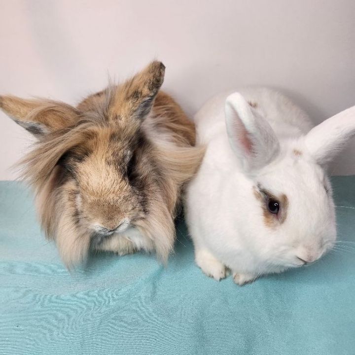 CeCe & Bagel (bonded mother/son pair), an adoptable Lionhead & Bunny Rabbit Mix in Forest Hills, NY_image-1