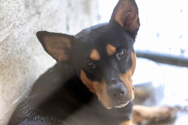 Guinness - Tall, Dark and Handsome, an adopted Doberman Pinscher & Shepherd Mix in Wantagh, NY_image-3