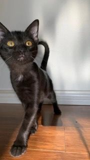 Barbie, an adoptable Domestic Short Hair in Mesquite, TX_image-5