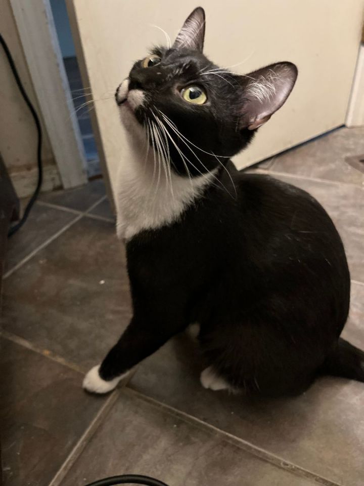 Mr. Socks, an adoptable Domestic Short Hair Mix in Aurora, IL_image-3