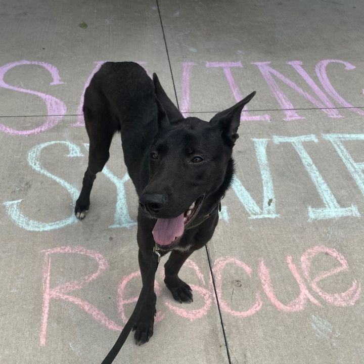 Pharaoh hound store black lab mix