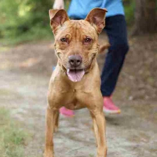 Skye, an adoptable Mountain Cur Mix in Cary, NC_image-6
