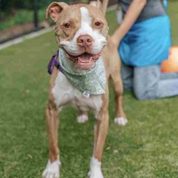 Ramone, an adoptable American Staffordshire Terrier Mix in Cary, NC_image-4