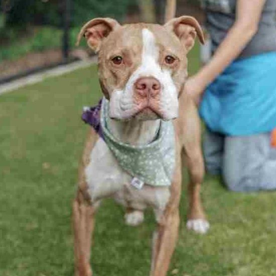 Ramone, an adoptable American Staffordshire Terrier Mix in Cary, NC_image-1