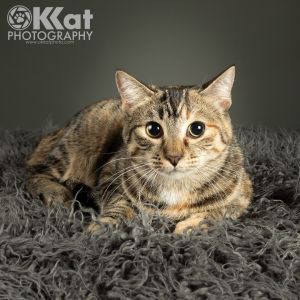 Petfinder best sale search cats