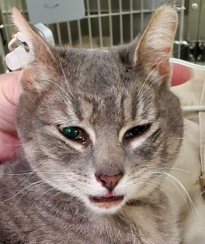 Primary Color Grey Tabby Weight 925lbs Animal has been Spayed