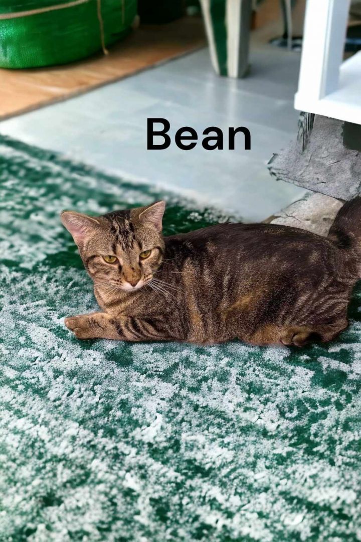 Bean, an adoptable Domestic Short Hair in Champaign, IL_image-2