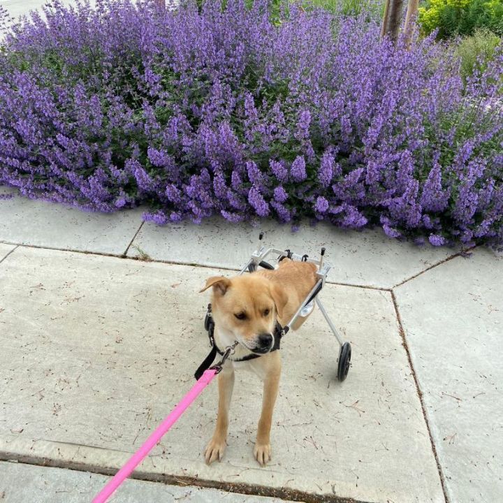 Golden retrievers needing a home sales in surrey