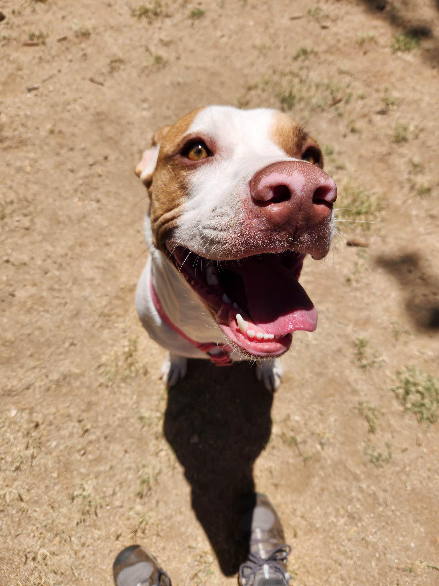 Cleopatra, an adoptable Shar-Pei, Pit Bull Terrier in Tucson, AZ, 85710 | Photo Image 1