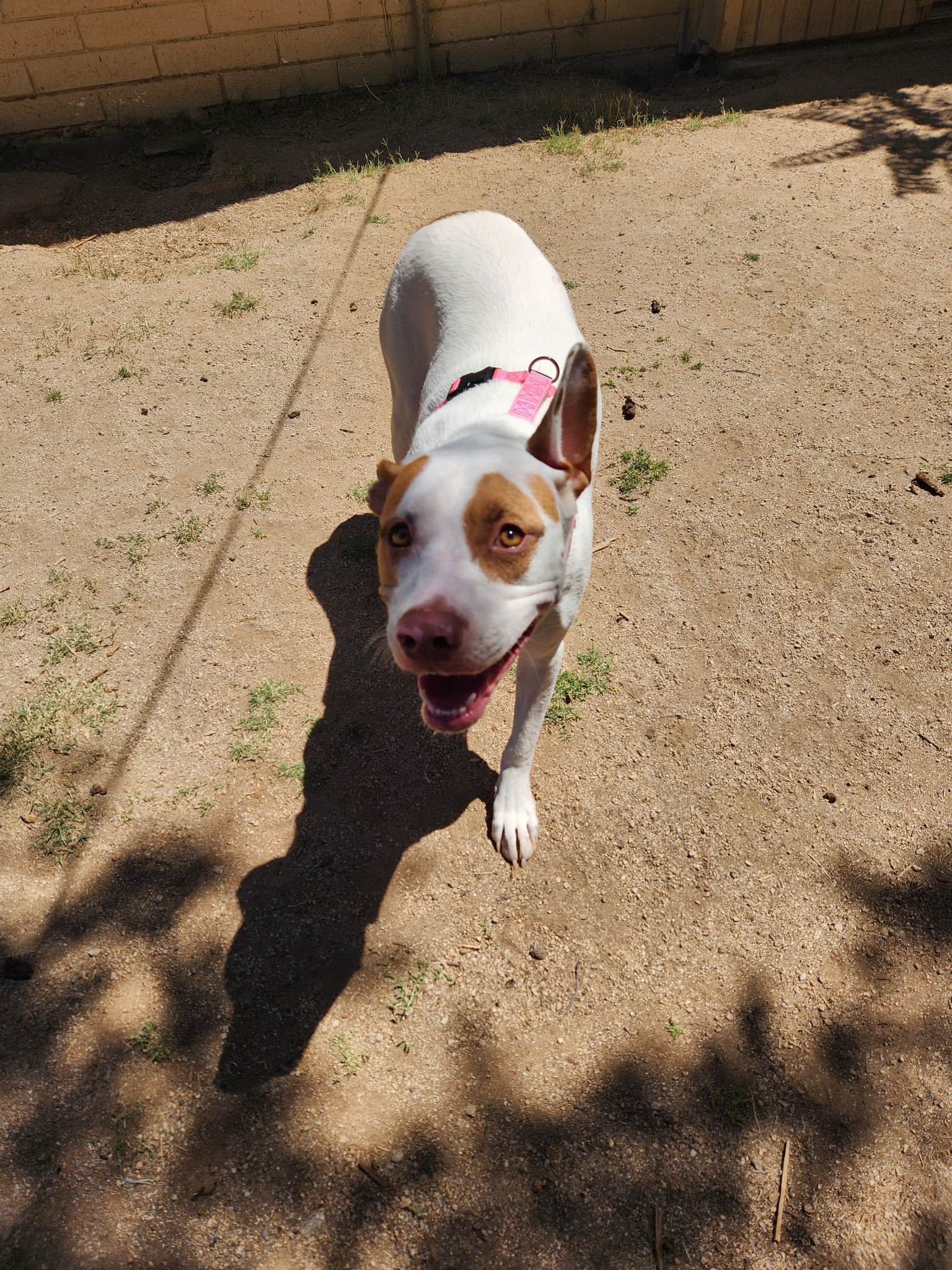 Cleopatra, an adoptable Shar-Pei, Pit Bull Terrier in Tucson, AZ, 85710 | Photo Image 2