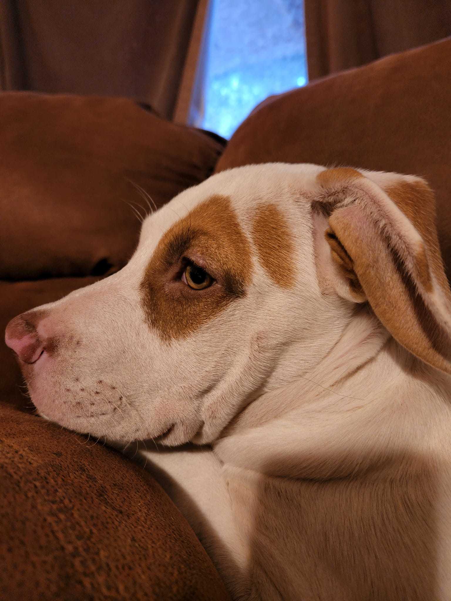 Cleopatra, an adoptable Shar-Pei, Pit Bull Terrier in Tucson, AZ, 85710 | Photo Image 3