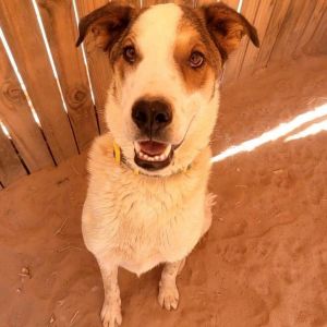 Quatro, Adult Male Cattle Dog