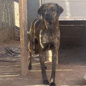 Josiah, Adult Male Pug