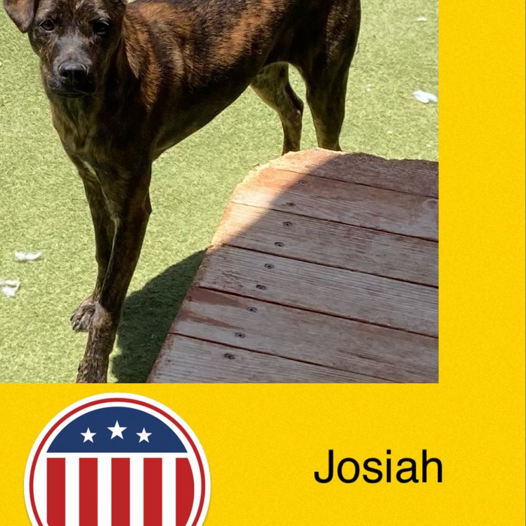 Josiah, an adoptable Pug in Phoenix, AZ, 85027 | Photo Image 2