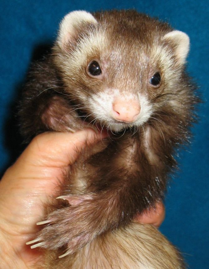 Miniature ferret best sale