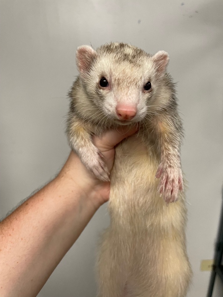 Ferret for adoption Lady Legs, a Ferret in Lyons, IL Petfinder