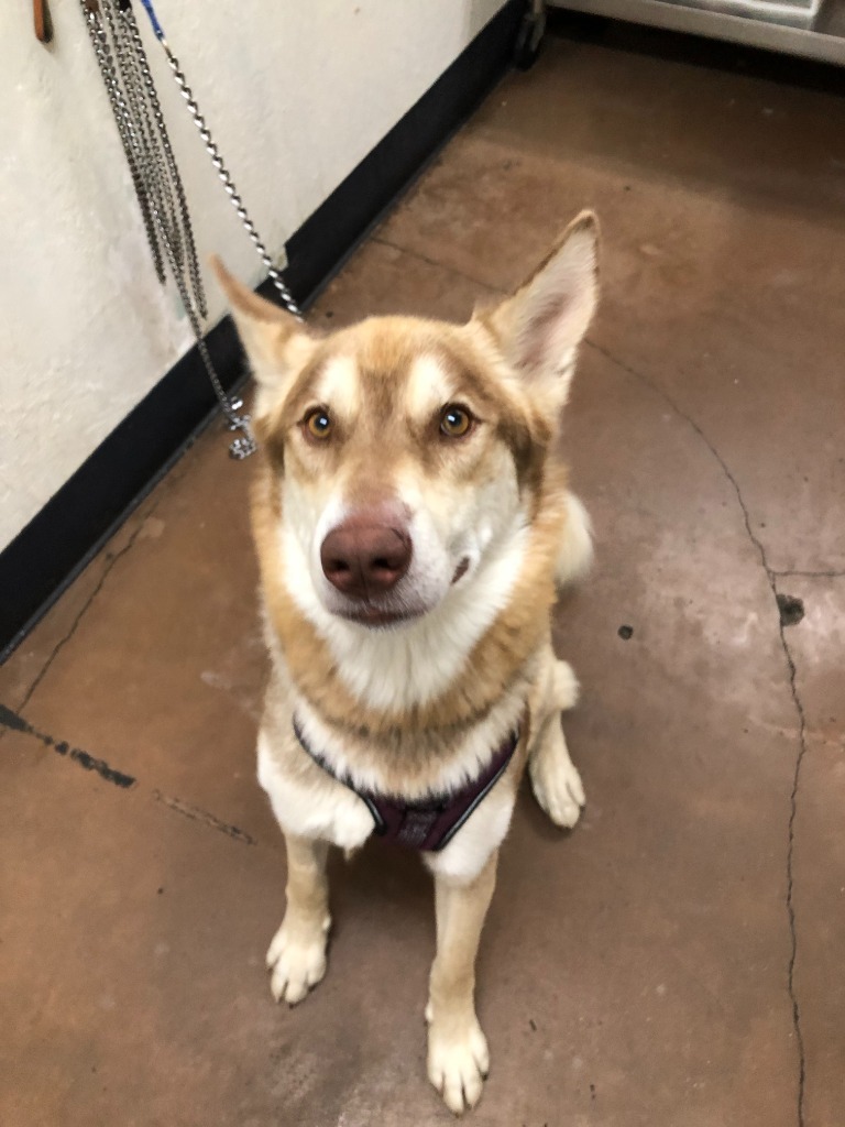 Shiloh, an adoptable Husky in Chico, CA, 95928 | Photo Image 1