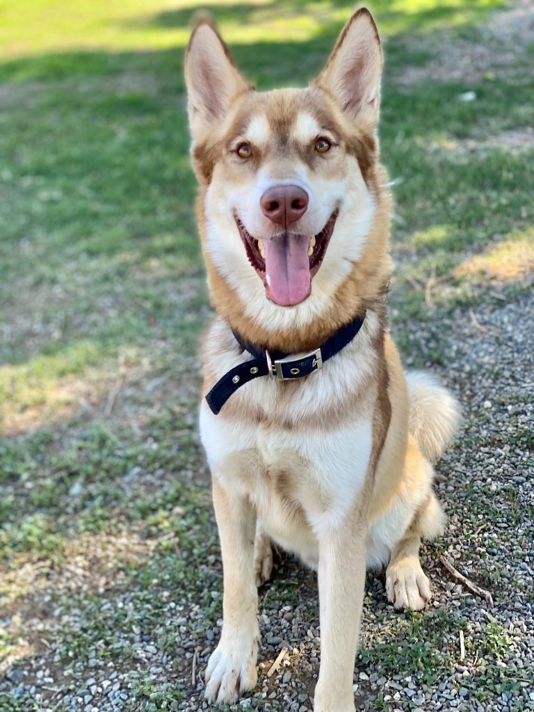 Shiloh, an adoptable Husky in Chico, CA, 95928 | Photo Image 1