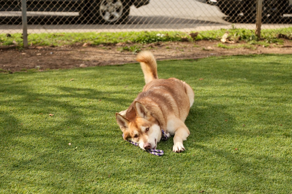 Shiloh, an adoptable Husky in Chico, CA, 95928 | Photo Image 3