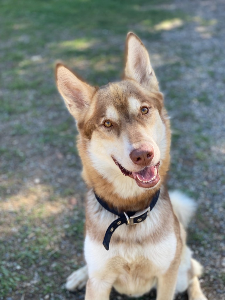 Shiloh, an adoptable Husky in Chico, CA, 95928 | Photo Image 4