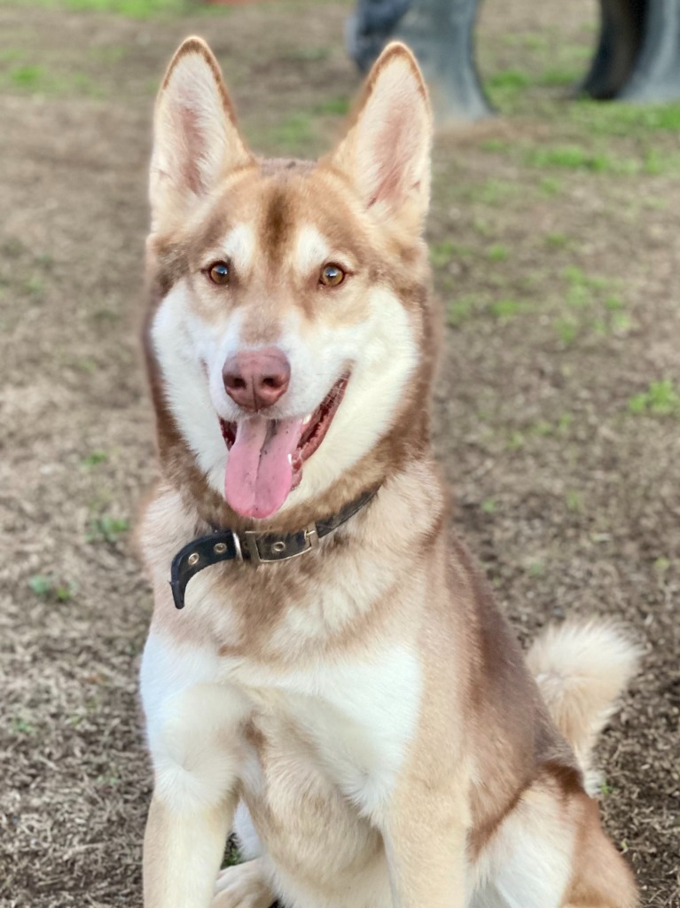 Shiloh, an adoptable Husky in Chico, CA, 95928 | Photo Image 5