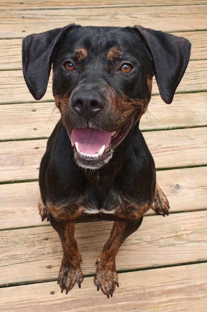 Black and tan coonhound sales rottweiler mix