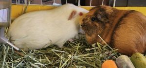 Prue &amp; Phoebe, Adult Female unknown