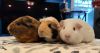 Prue &amp; Phoebe photo 2