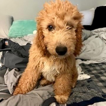 Teddy, an adopted Goldendoodle & Miniature Poodle Mix in Rochester, NY_image-4