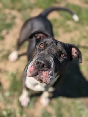 Meet Seal the charming 2-year-old Shar-Pei mix with a heart of gold and a personality as unique as 