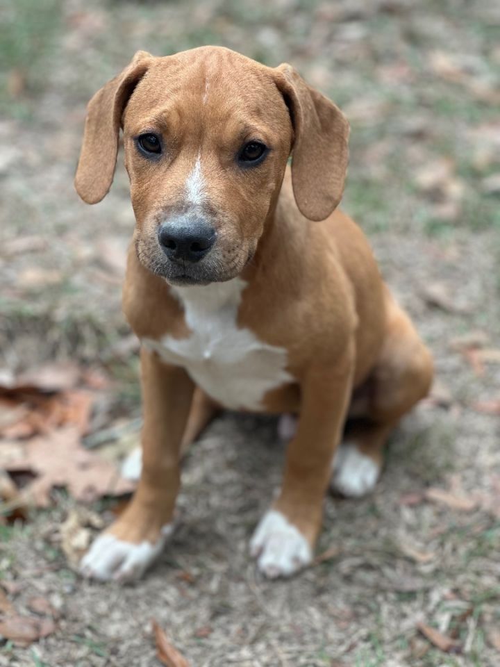 Beagle retriever 2024 mix puppy