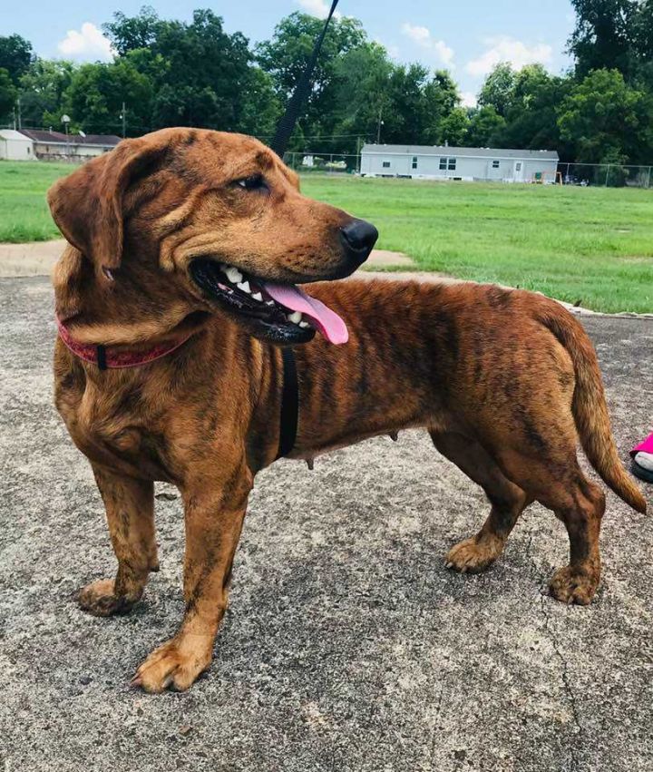 Brindle basset best sale hound mix