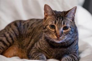 I am the sweetest tabby with a good purr and a heart of gold I love to give my humans