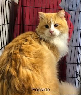 Petfinder best sale siberian cat