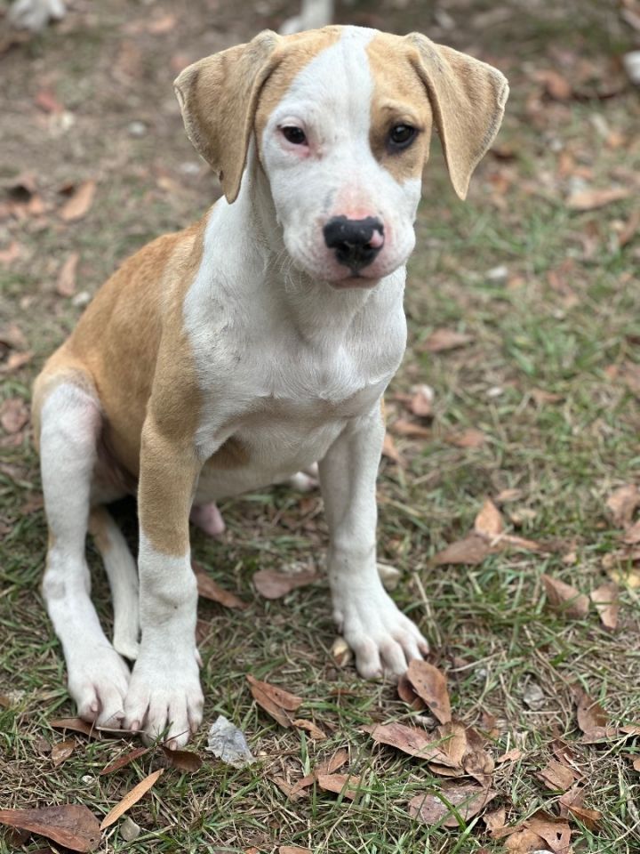 Beagle and best sale pitbull mix puppies